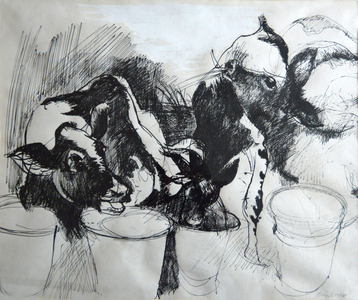 Calves; day-old (pen & ink on paper) 