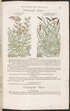Flote grass and spiked flote grass. Botanical drawings and text descriptions of plants.