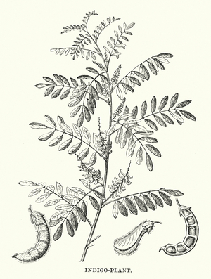 Central America: Indigo-plant (engraving)