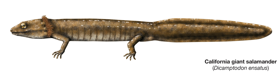 California giant salamander (Dicamptodon ensatus)