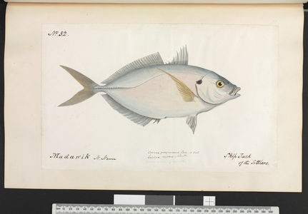 Katsuwonus pelamis