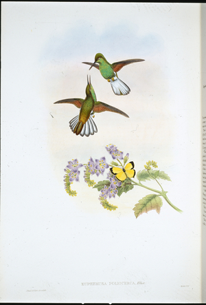 Grey Stripetail (Eupherusa Poliocerca) (hand-coloured litho)