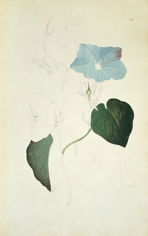 Ipomea indica