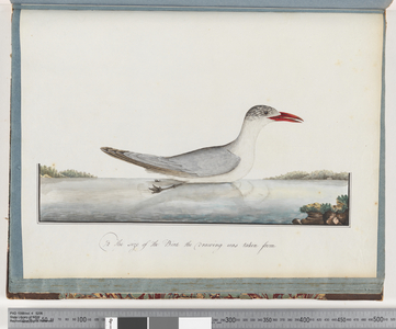 Page 90. Caspian Tern (Watling 340/272) (w/c on paper)