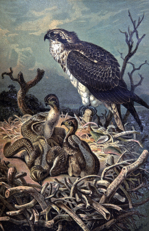 Osprey, c.1910 (illustration)