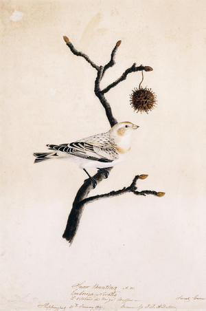 Snow Bunting, 1809 (pastel, watercolour and pencil on paper)