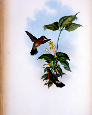 Black-Tailed Hermit (Glaucis Melanura) 1861 (lithograph)