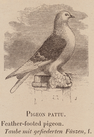 Le Vocabulaire Illustre: Pigeon pattu; Feather-footed pigeon; Taube mit gefiederten Fuszen (engraving)