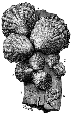 Oyster