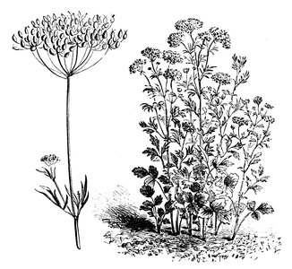 Anise, aniseed