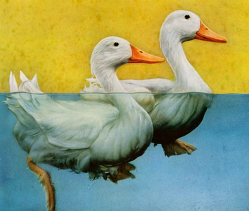 Cutaway View of Two Ducks Swimming in a Pond, 1940 (screenprint)