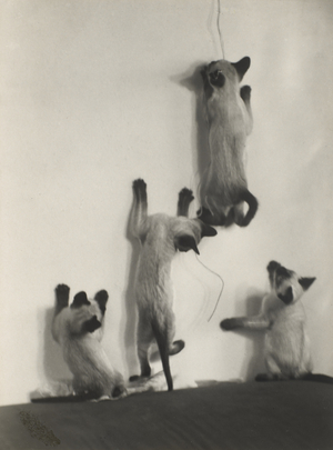 Untitled, c.1931 (gelatin silver print)
