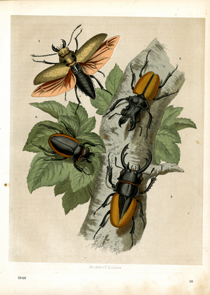 Beetle Species from the Stag Beetle Family (hand-coloured litho)