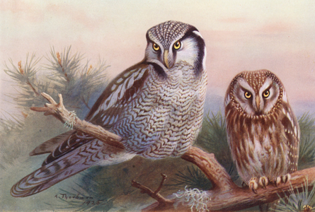 Hawk-Owl, Tengmalm's Owl (colour litho)