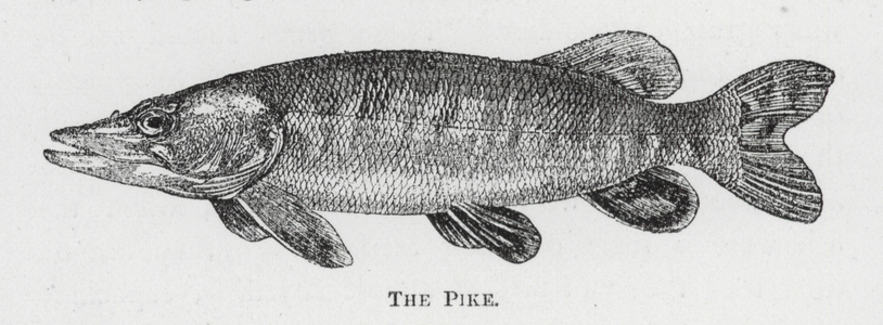 The Pike (engraving)
