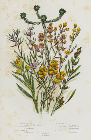 The Flowering Plants of Great Britain, c.1880 (litho)