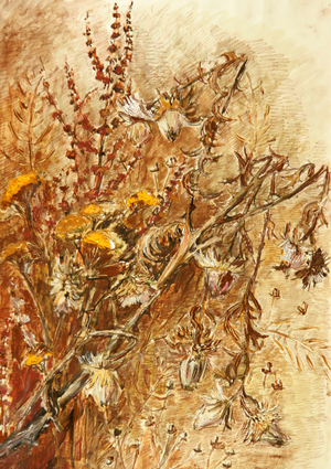 Dried Wild Flowers, 1974 (gouache on paper)