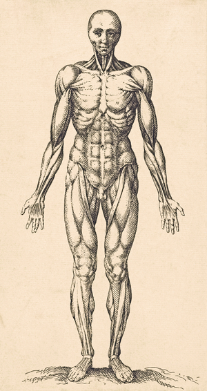 Musculature in the male human body