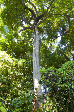 Thailand: The jungle interior of Ko Miang (Island 4), Similan Islands