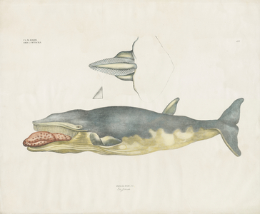 Greenland Right Whale with anatomical details (hand-coloured litho)