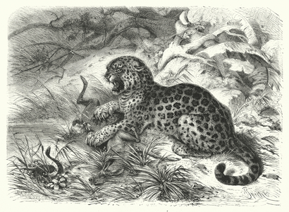 The Leopard (engraving)