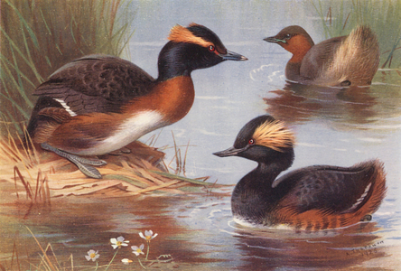 Slavonian Grebe, Little Grebe, Black-Necked Grebe (colour litho)