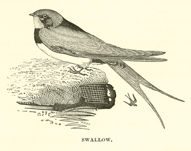 Swallow (engraving)