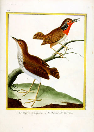 Rufous-fronted Antthrush and Musician Wren from Cayenne (print)