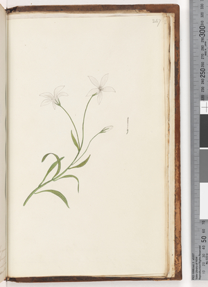 Page 247. Unidentified plant (w/c)