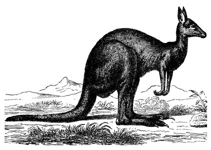 Eastern Grey Kangaroo
