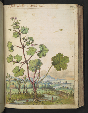A plant with pink flowers.