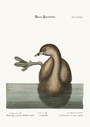 The Pied-Bill Dobchick, 1749-73 (coloured engraving)