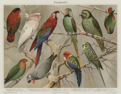 Parrots (colour litho)