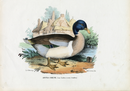 Mallard, 1863-79 (colour litho)