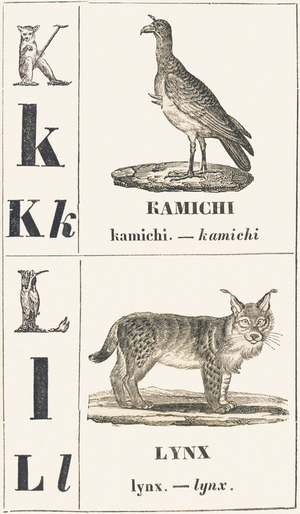 K L: Kamichi — Lynx, 1850 (engraving)