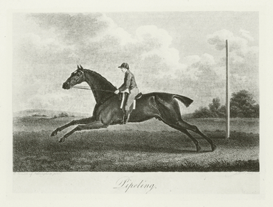 Pipylin, foaled 1799 (b/w photo)