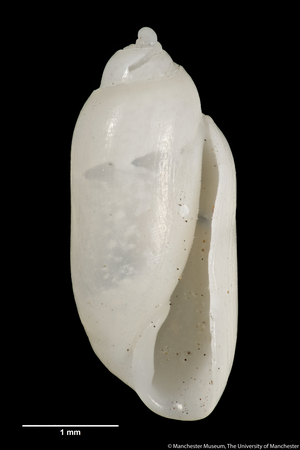Tornatina hadfieldi, 1896 (shell)