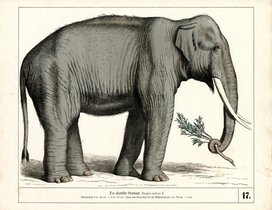 The Asian Elephant, 1858 (lithography)