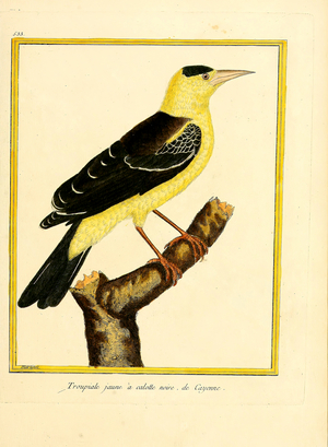 Yellow-hooded Blackbird from Cayenne (print)