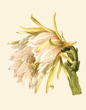 Hylocereus monacanthus (Lemaire) Britton & Rose