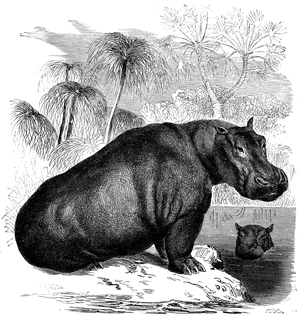 Hippo, Hippo