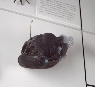 Melanocoetus johnsoni