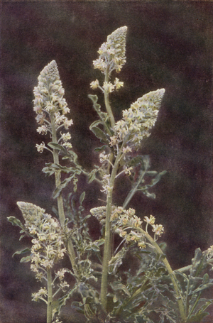 Wild flowers: Wild Mignonette (colour photo)