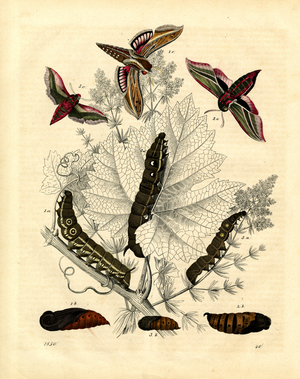 Moths and Their Developmental Stages (engraving)