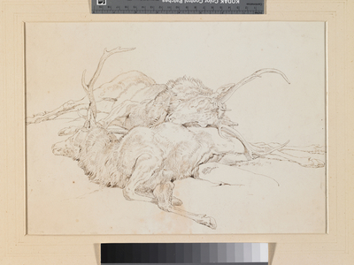 Two Dead Stags, c.1825-30 (pen & ink over pencil on paper)