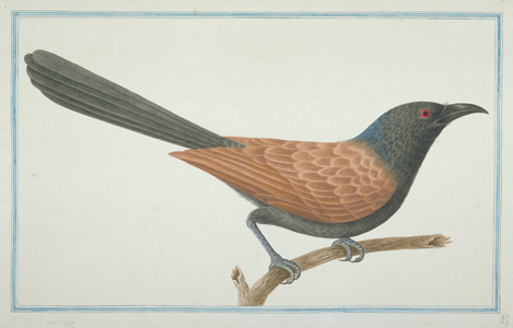 Centropus sinensis