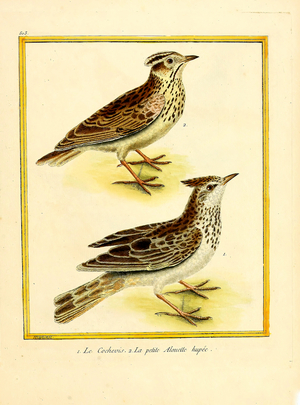 Woodlark and Small Crested Lark (print)