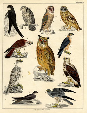 Birds of Prey and Owls (print)