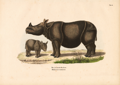 Javan Rhinoceros with Calf, 1848 (lithography)