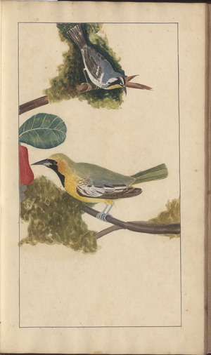 A page from the 'Elegancies of Jamaica', Vol V, 17, 1759-1780s (w/c on paper)